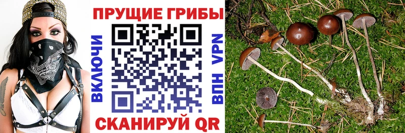 блэк спрут как войти  Домодедово  Галлюциногенные грибы Magic Shrooms  цена наркотик 